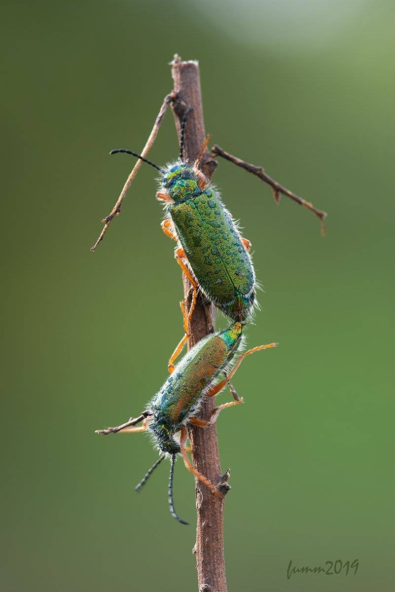 , Игорь ФУММ