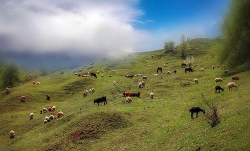 Горные мотивы..