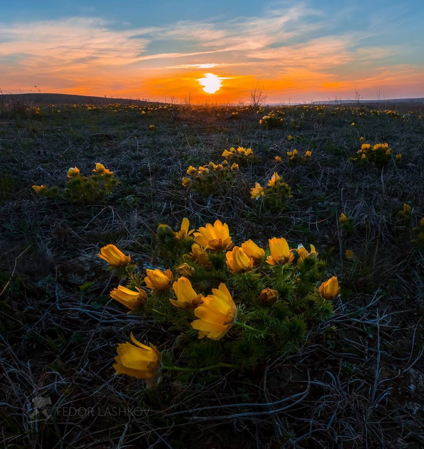 ставропольский край, фотопроект, открывая ставрополье, путешествие, природа, степь, трава, луг, флора, горицвет, адонис, закат, жёлтый,, Лашков Фёдор