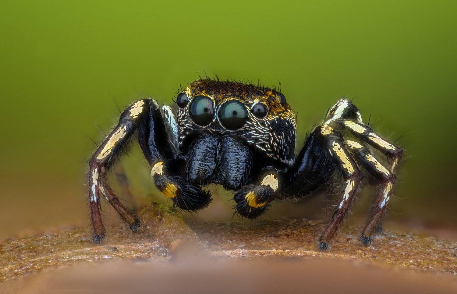 ceclii, macro, extrememacro, nikon d3400, lomo 3.7x, Tsvetan Ganev