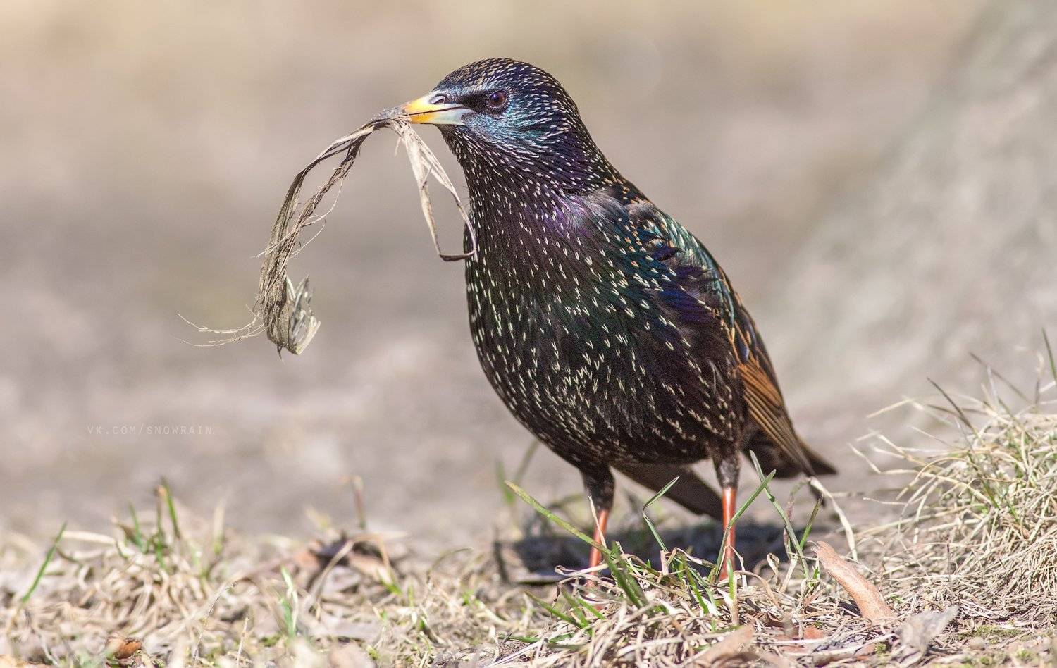 wildlife photography, sturnus vulgaris, birds, скворец, фотоохота, птицы, анималистика, дикая природа, birdwatching, Snowrain