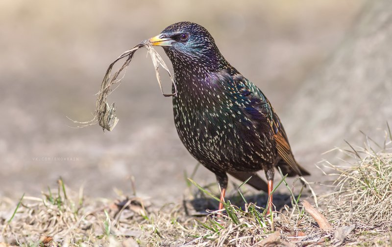 wildlife photography, sturnus vulgaris, birds, скворец, фотоохота, птицы, анималистика, дикая природа, birdwatching Скворец - строитель фото превью
