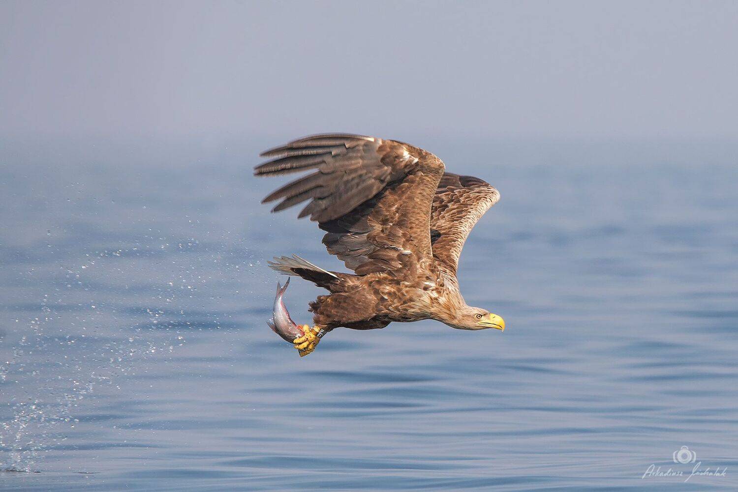 , Arkadiusz Michalak