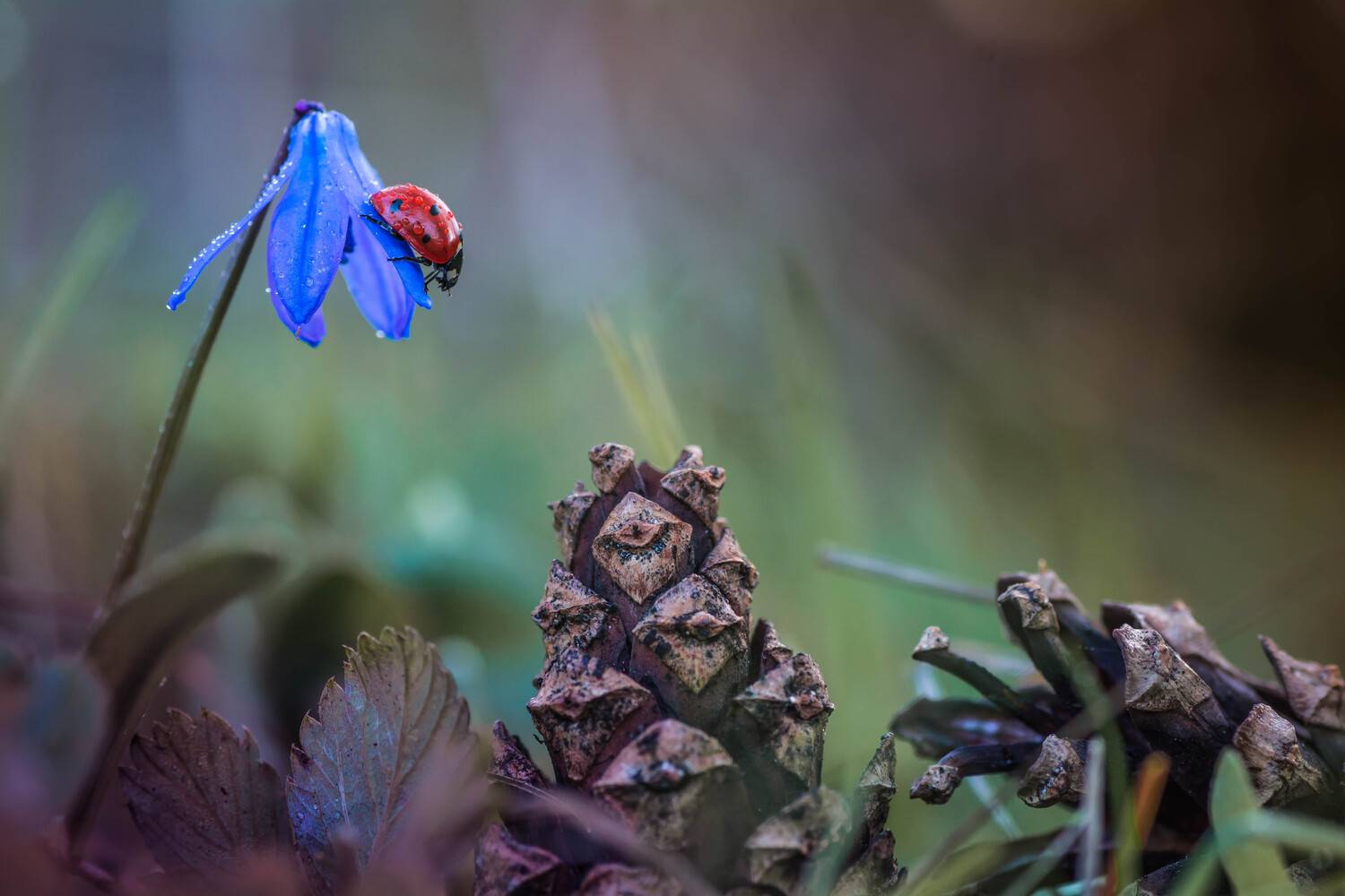, Роман Зайцев