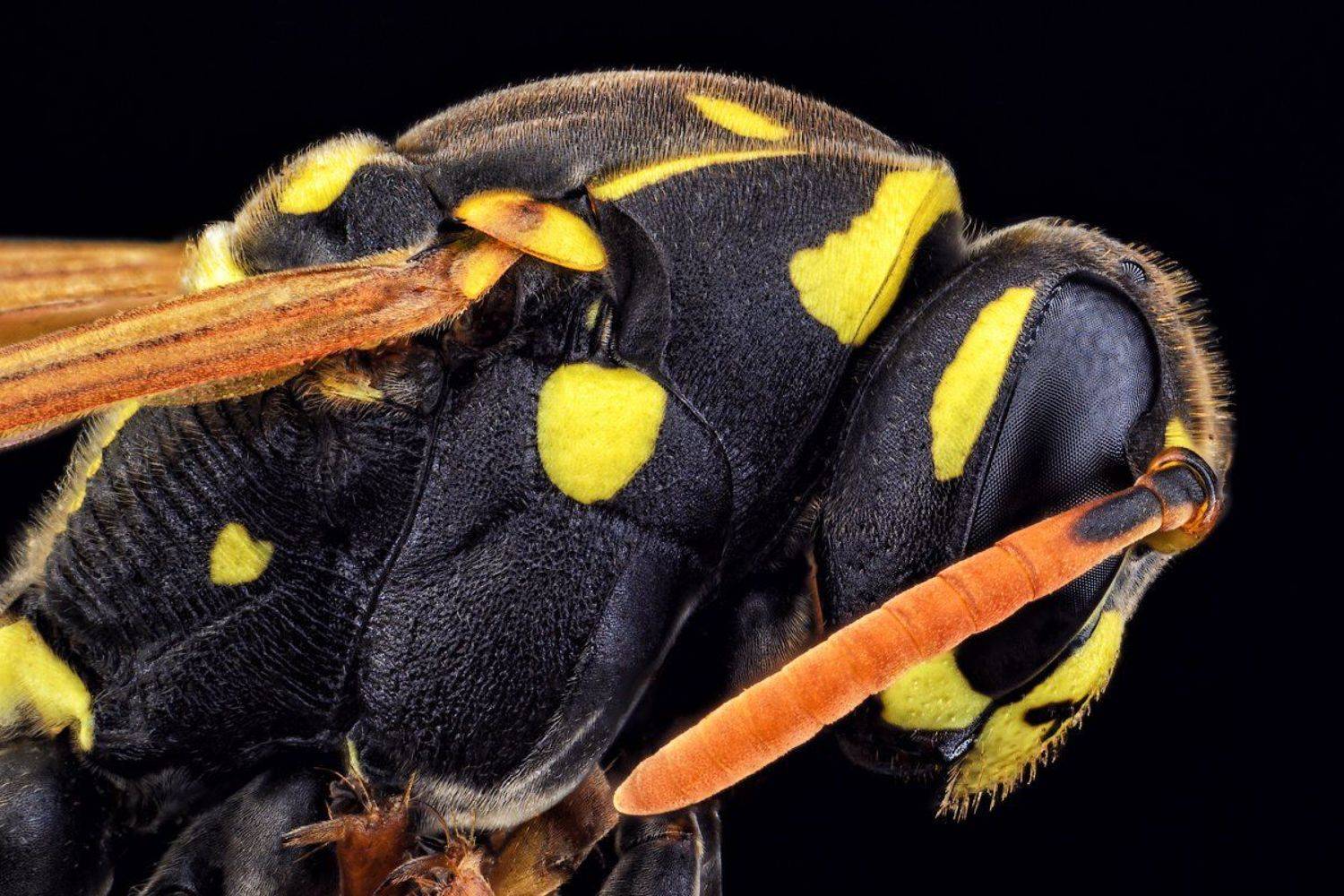 Оса, полосатая муха, насекомое, макро, глаза, сетка., Сергей Жуковский