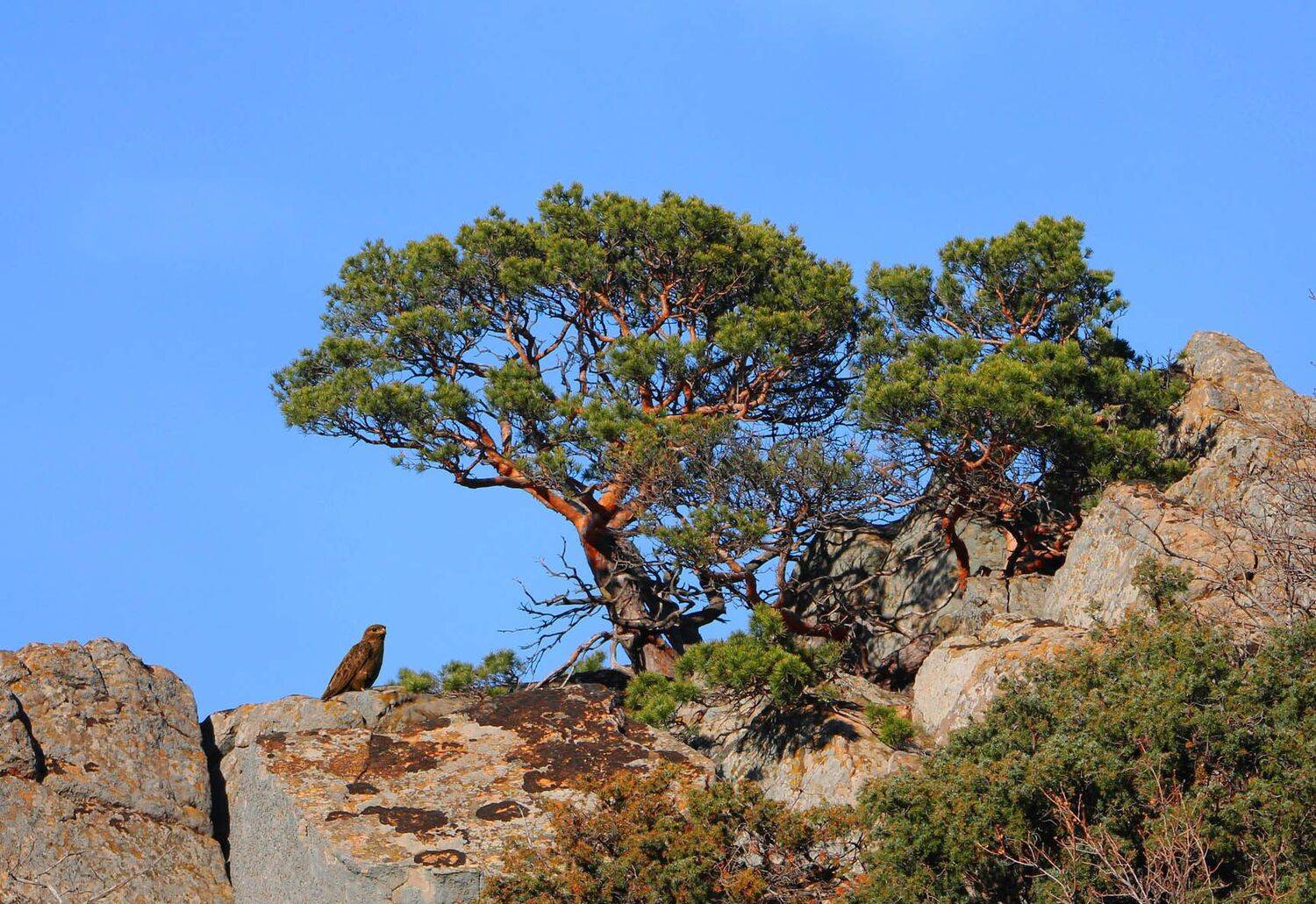 горы,весна,пейзаж,птица,хищная птица., Marat Magov