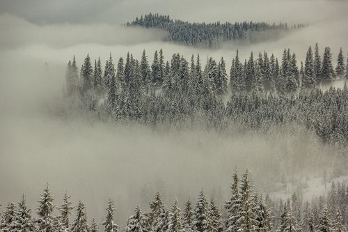 Winter in the Vladeasa Mountains. 