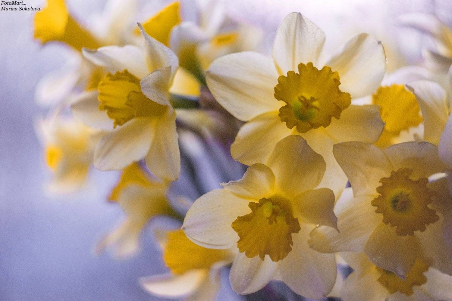 , Марина Соколова