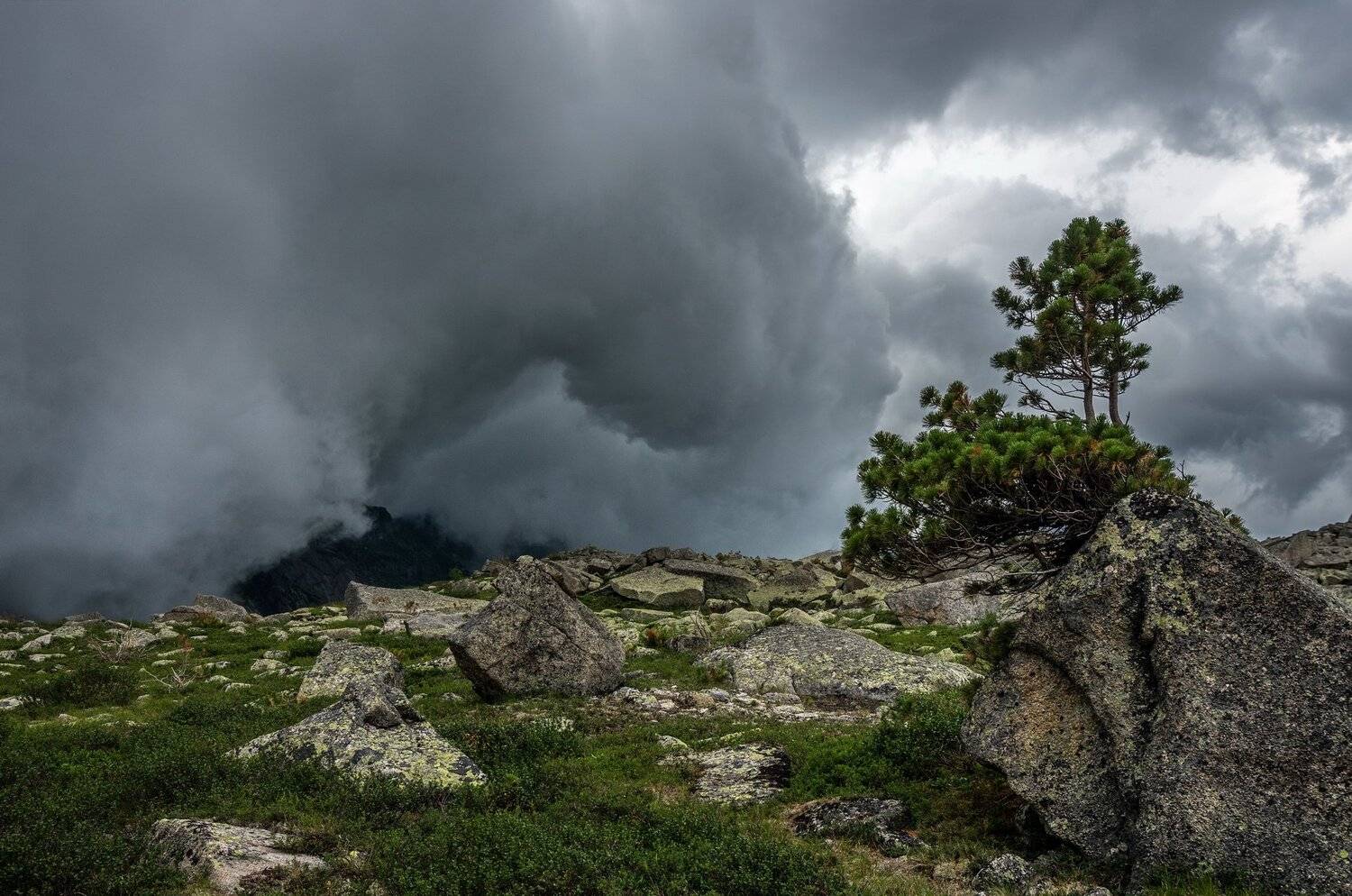 горы, сибирь, саяны, западный саян, стихия, грозовой фронт, кедр, Николай Васильев