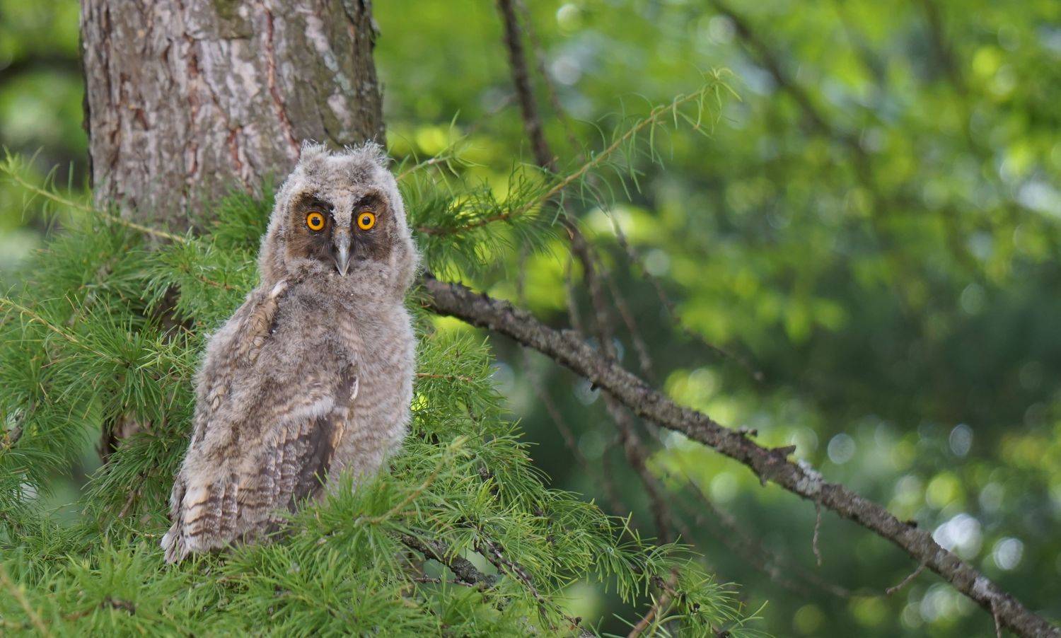 #сова #птицы , Блюмина Елена