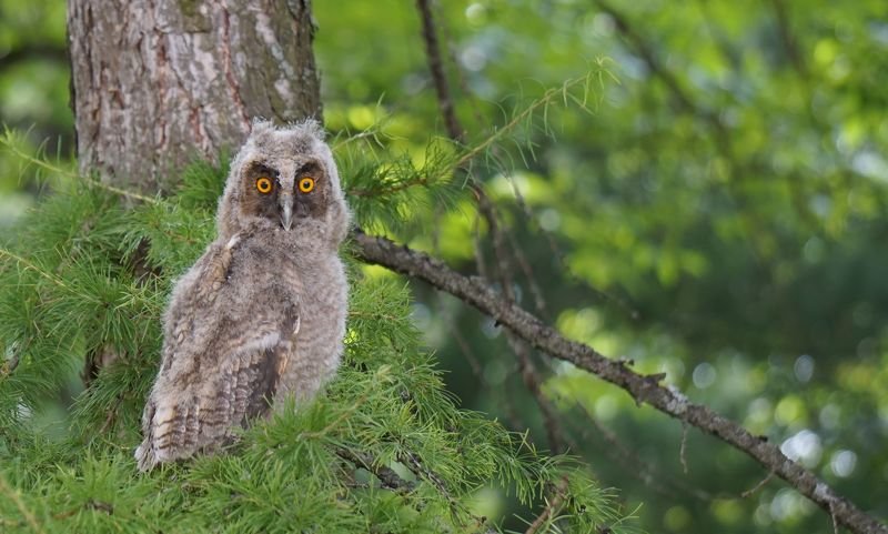 #сова #птицы  Недооперившийся фото превью