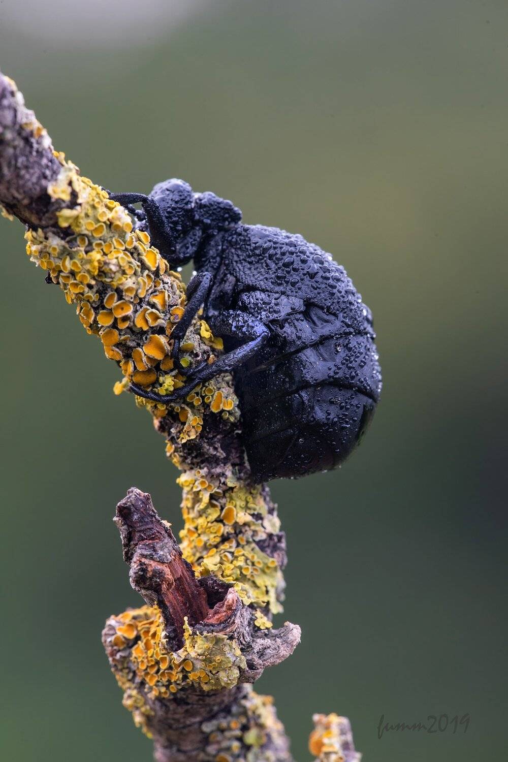 , Игорь ФУММ