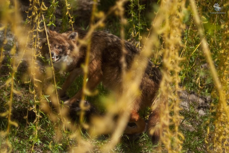 Шакал фото превью