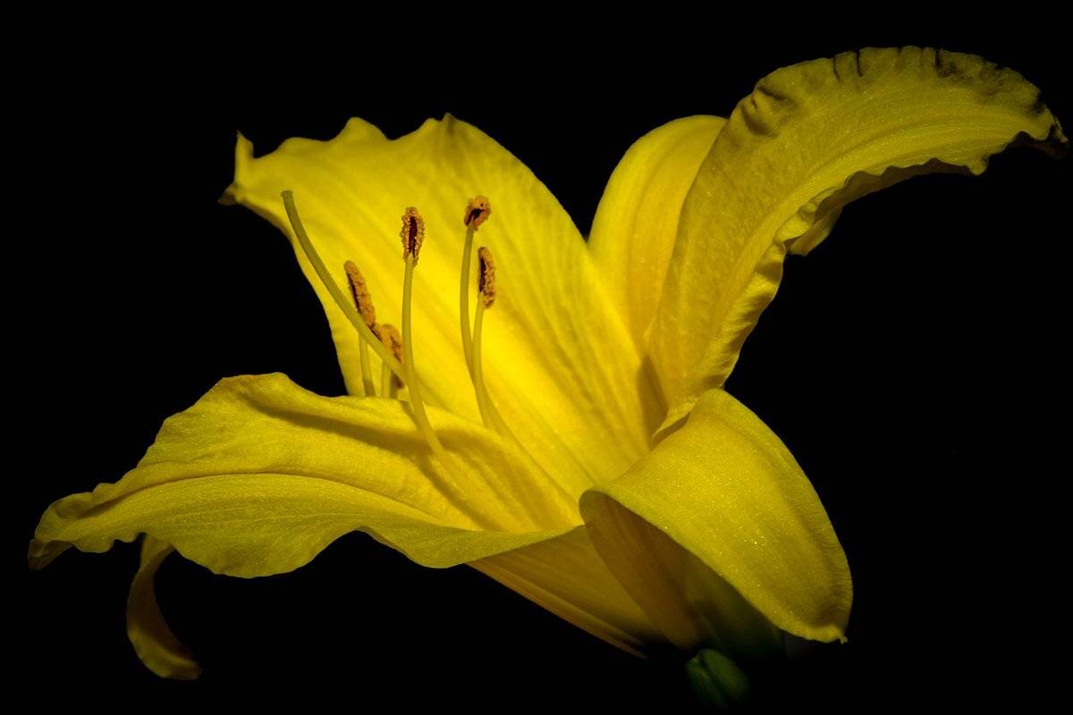 macro, Lily, black background, flowers, single, Nikolay Tatarchuk