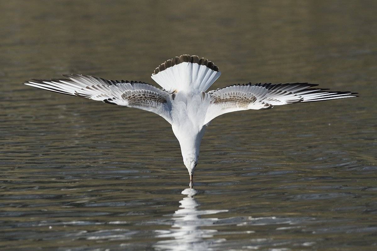 птицы birds slovakia, Jaroslav Mego
