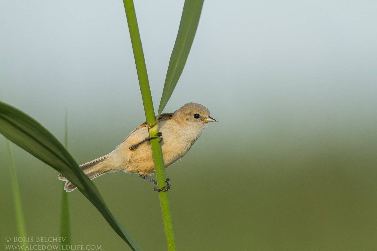 , Борис Белчев