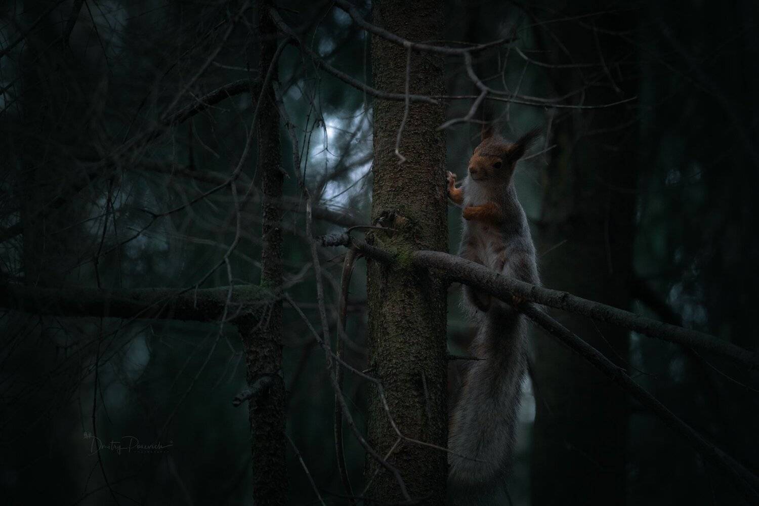 природа, лес, животные, птицы, Дмитрий Посевич