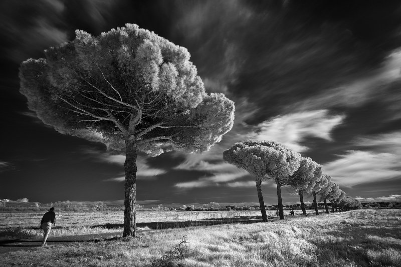 Trees фото превью