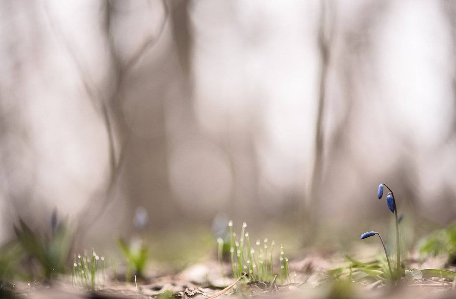 пролеска, свет, первоцвет, цвет, весна, апрель, воронеж, Геннадий Мещеряков