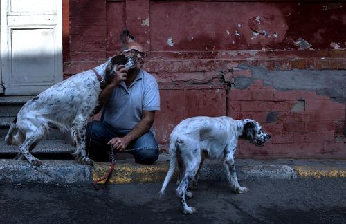 köpekleri seviyorum