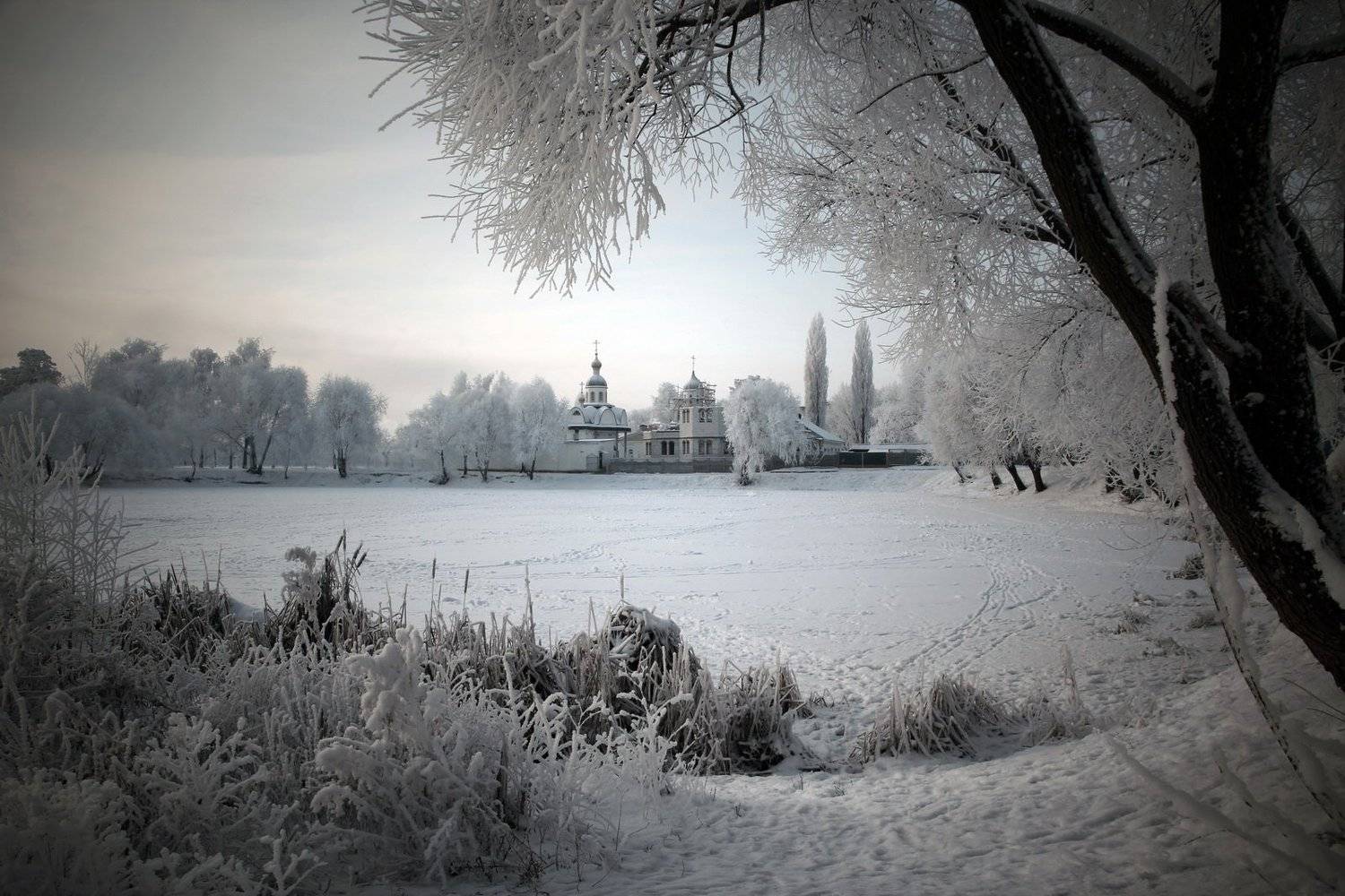gomel belarus winter snow гомель беларусь зима снег дерево, Иванчиков Дмитрий