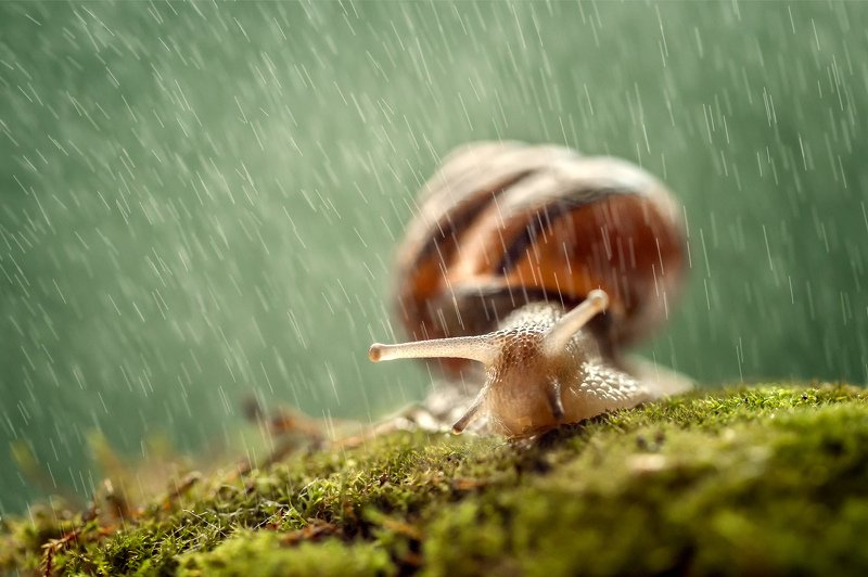 улитка, дождь, капли, непогода, макро, ракушка  фото превью