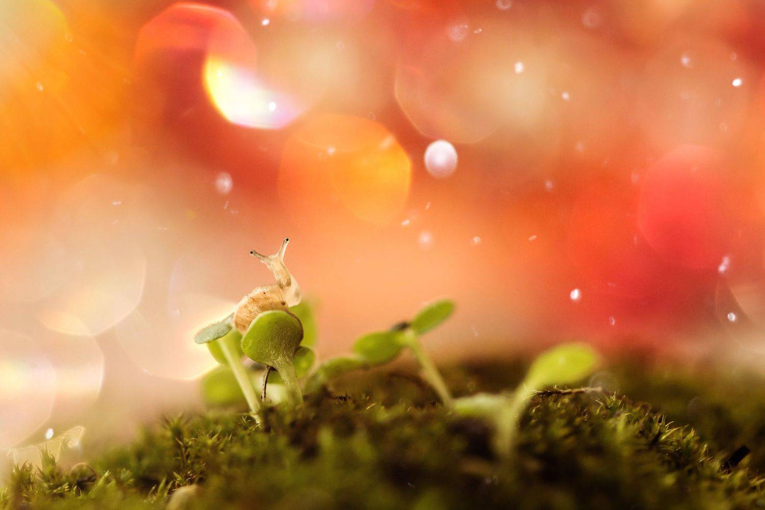 улитка, макро, боке, грезы, Татьяна Тетерева