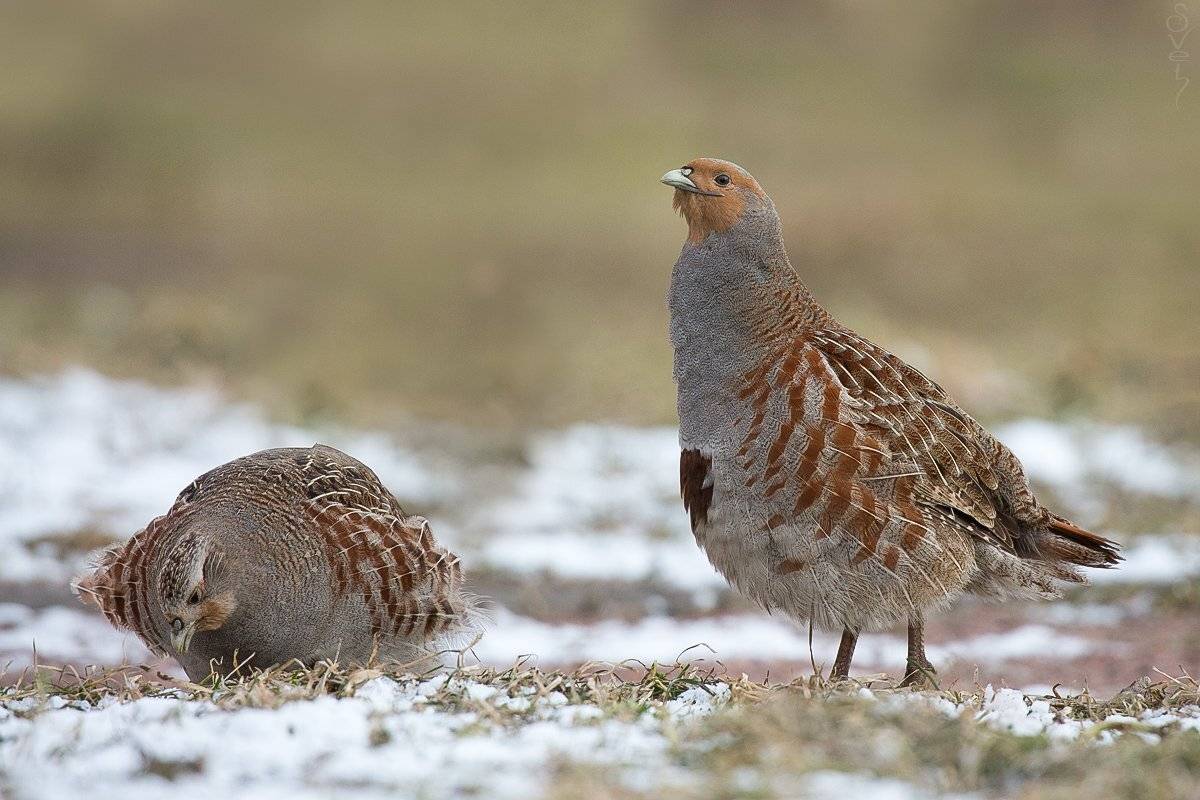 серая куропатка, Байбекова Светлана