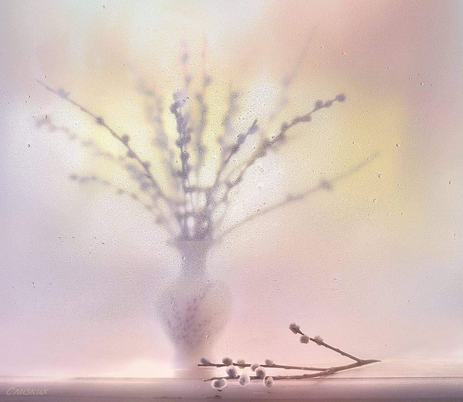 этюд,фантазия, верба,капли, Инаида