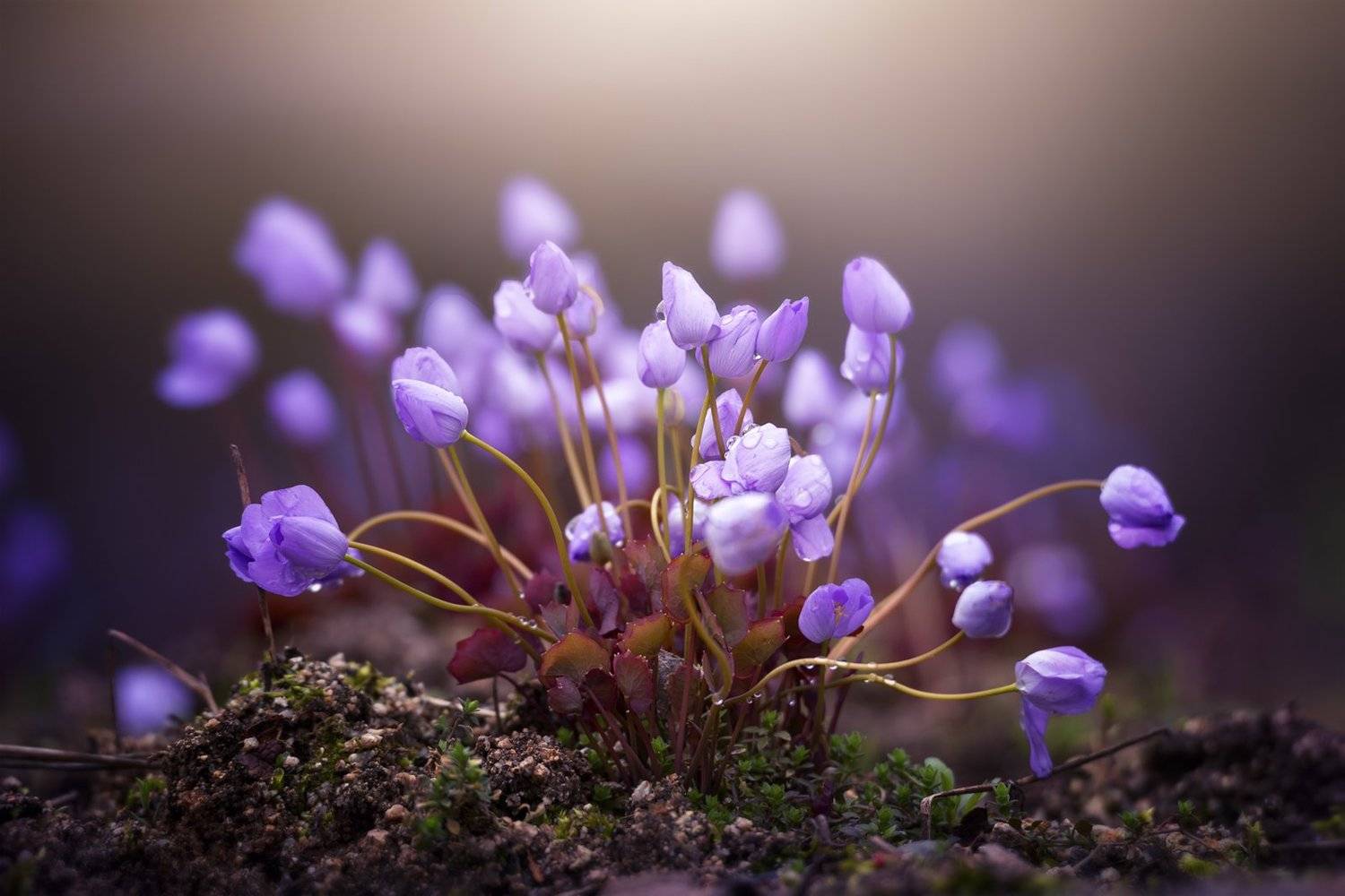 flower purple light blossom rain rainy morning spring , Seo Tiger