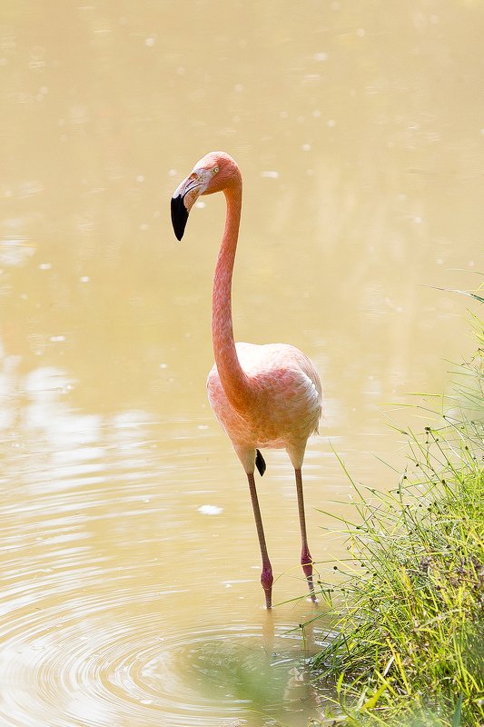 фламинго фото превью