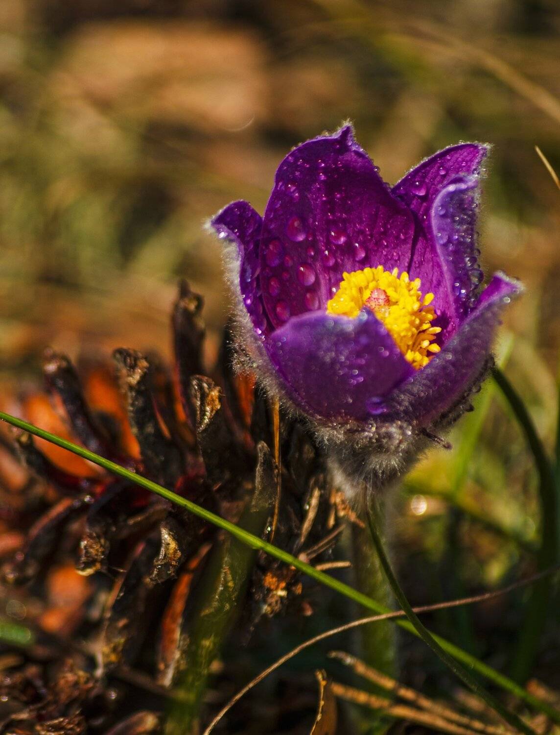 nevant60, пейзаж, красота, природа, Александр Березуцкий