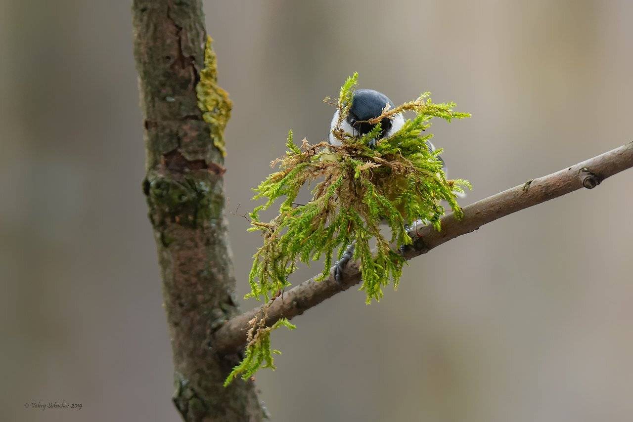 , Валерий Субачев