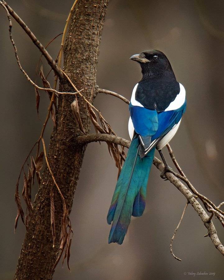, Валерий Субачев