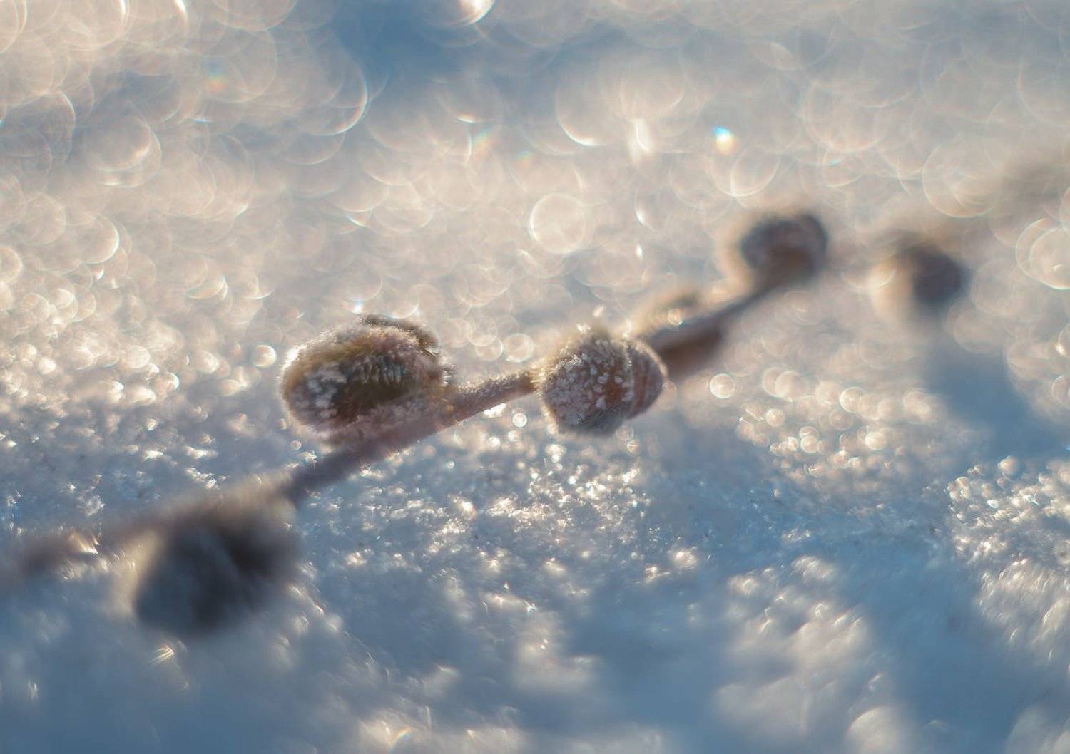 , Алексей Чистяков