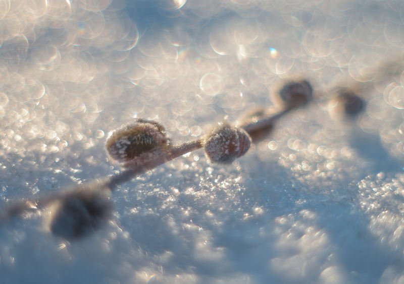 Весна на снегу. фото превью