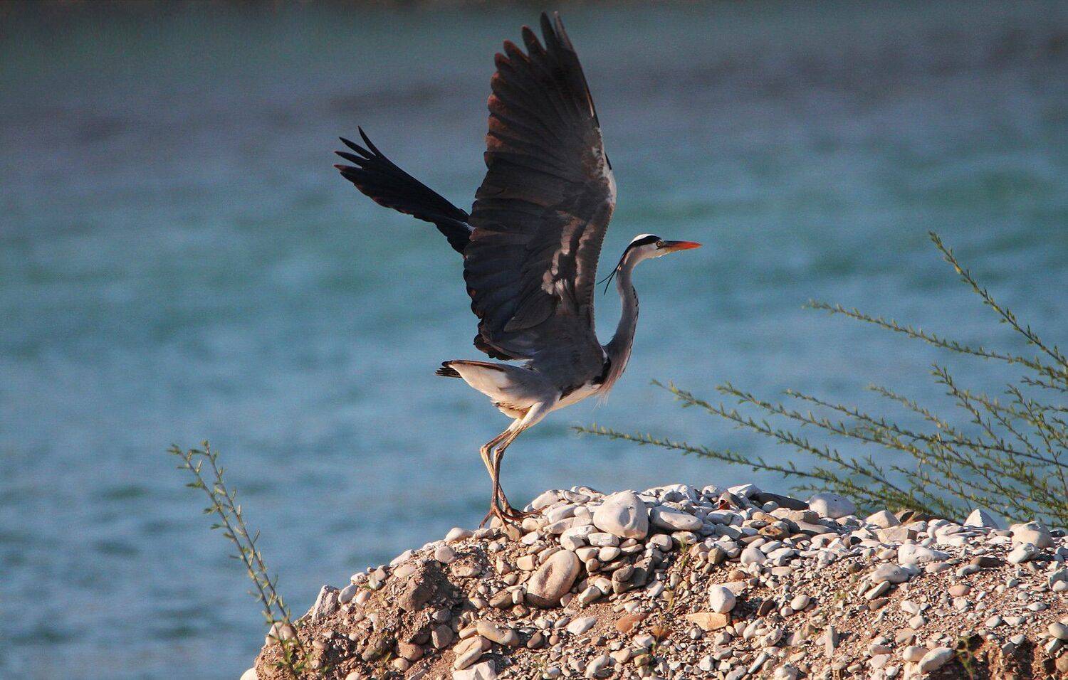 аист,птица,серый аист, Marat Magov
