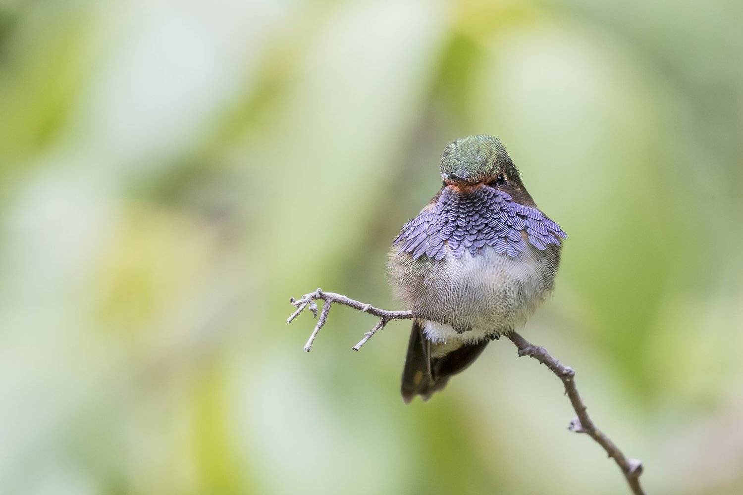 , Fernando Burgalin Sequeira