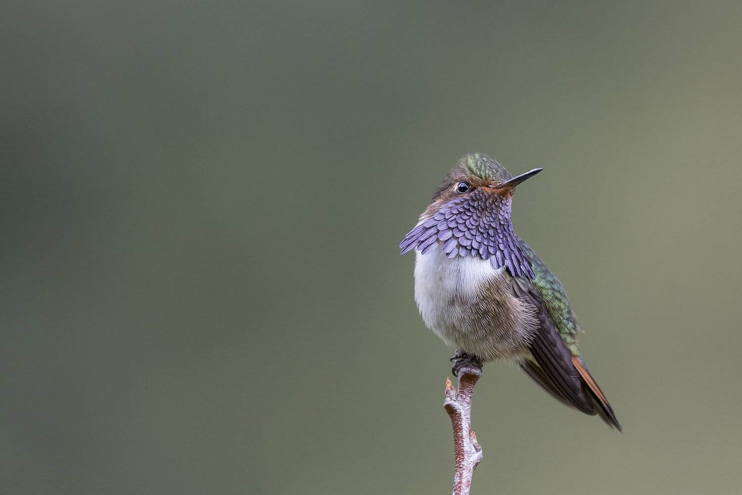 , Fernando Burgalin Sequeira