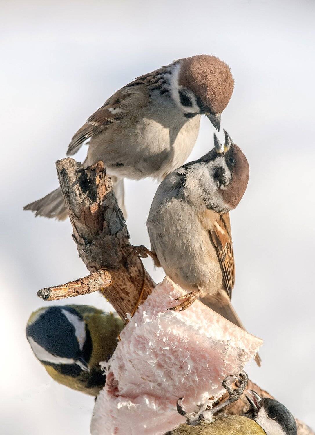 , Михаил Белоусов