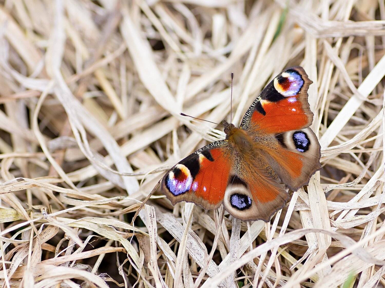 бабочка, трава, крылья, свет, фон, Юрий Котов