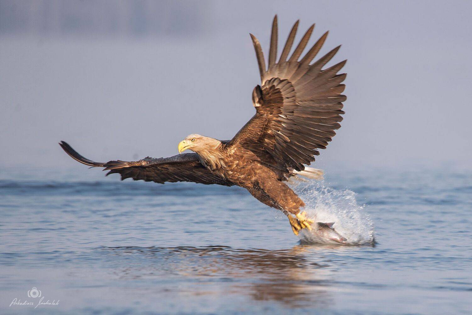 , Arkadiusz Michalak