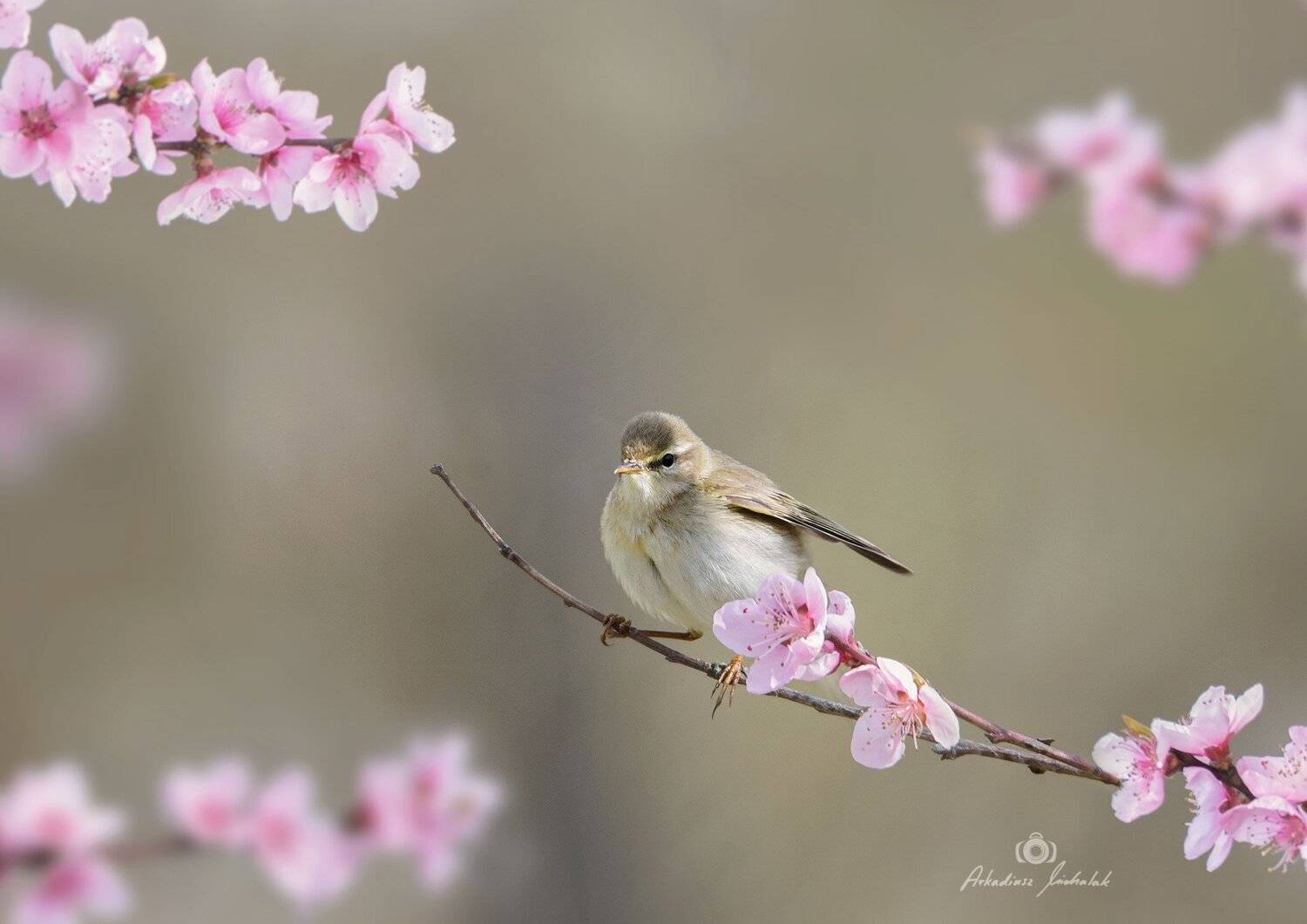 , Arkadiusz Michalak