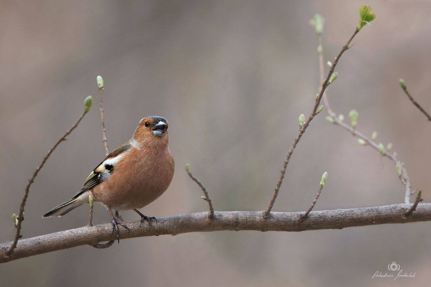 , Arkadiusz Michalak