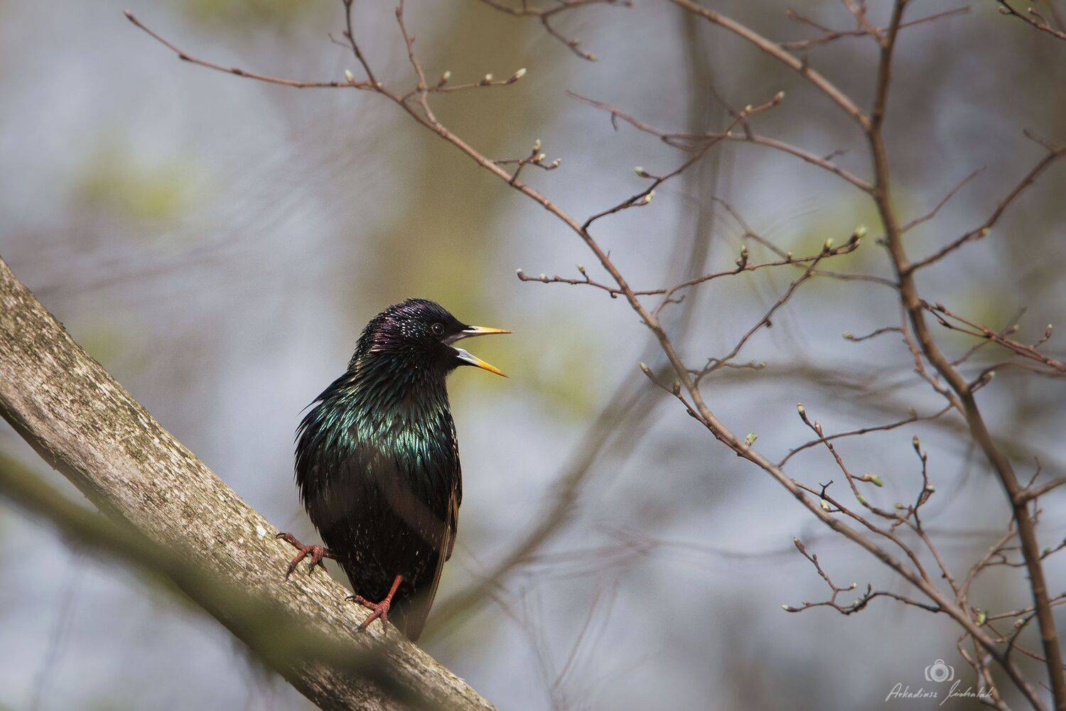 , Arkadiusz Michalak