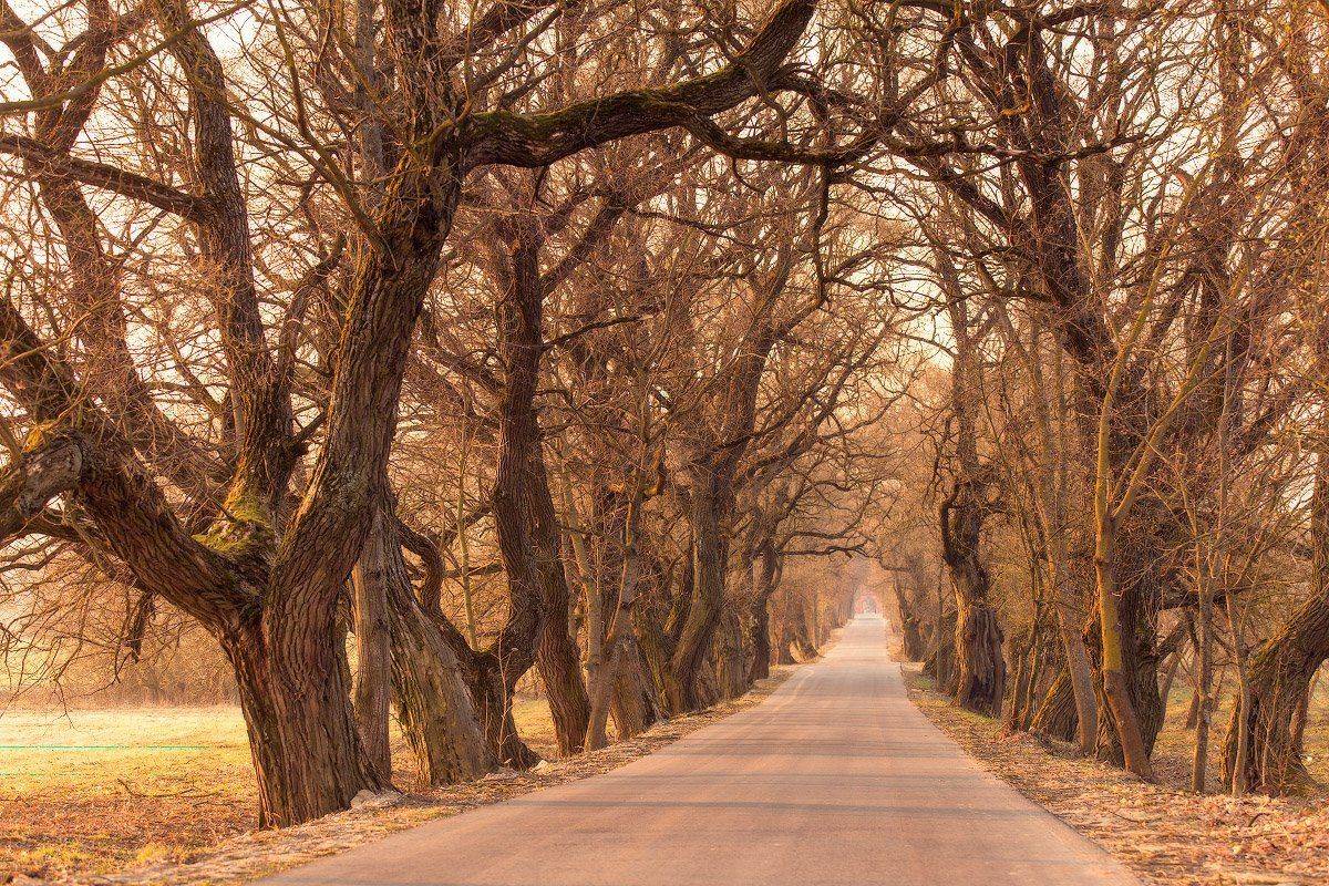 апрель, беларусь, весна, дорога, рассвет, утро, Вейзе Максим
