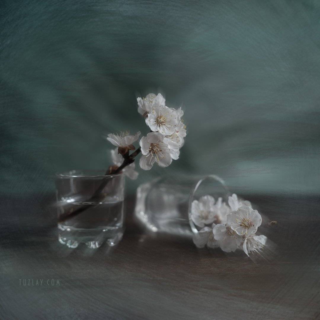 холст, цветки абрикоса, флора, квадрат, Владимир Тузлай