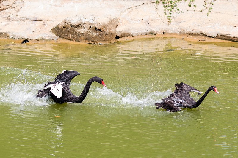 Погоня фото превью