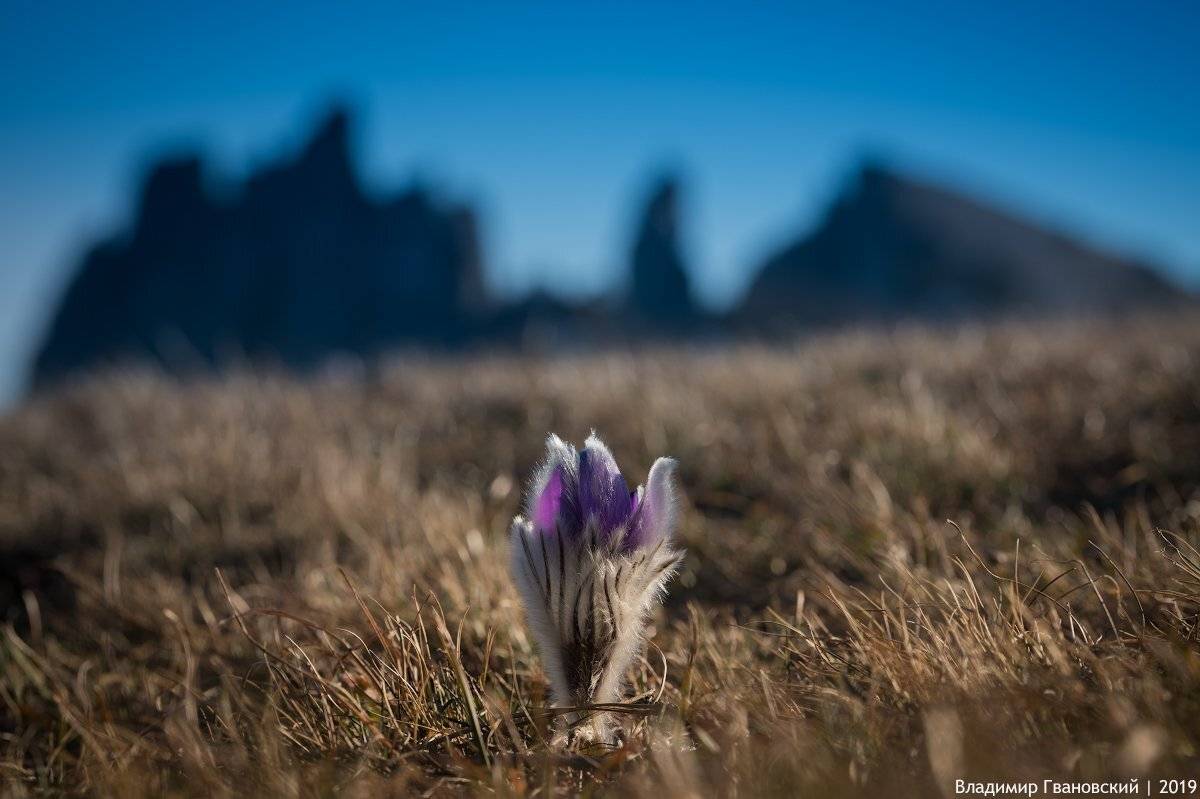 , Гвановский Владимир
