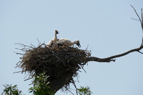 La cigogne nourrit sa couvée